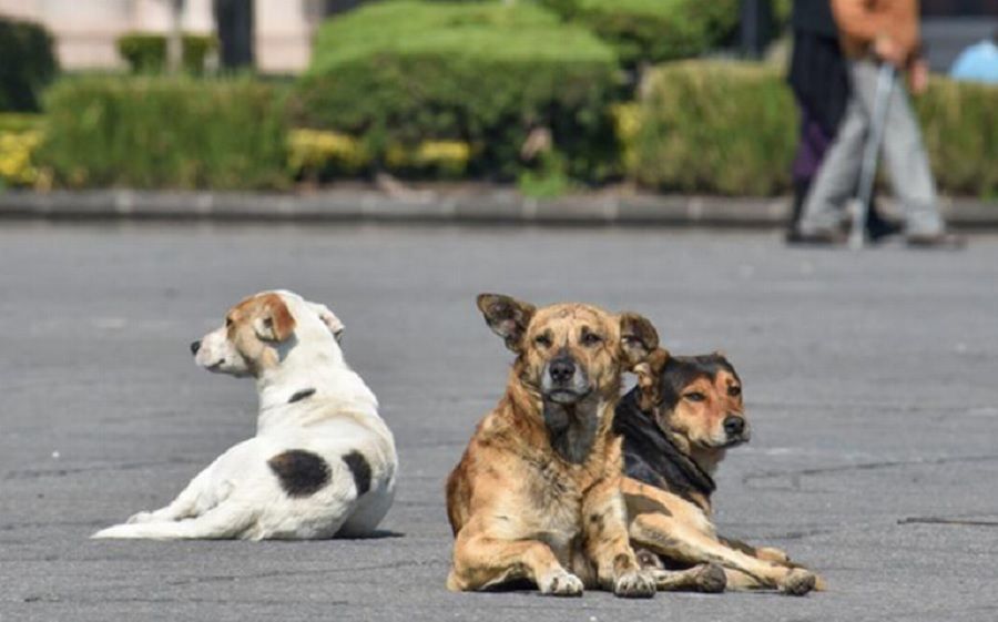 VIDEO: UN PATRULLERO ATROPELLÓ A UN PERRO Y LO MATÓ
