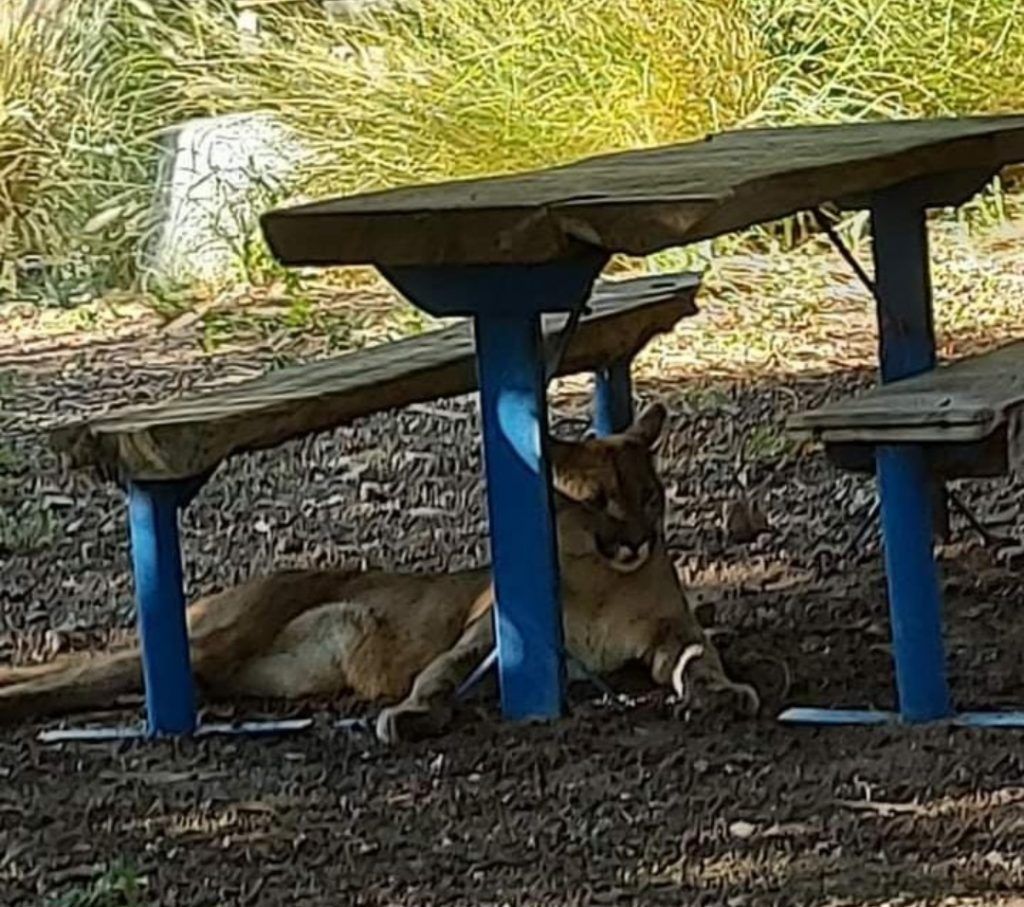 ALERTA POR UN PUMA SUELTO EN SAN MARCOS SIERRAS