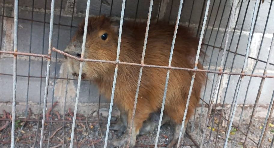 AGUA HEDIONDA: ENCONTRARON UN CARPINCHO EN EL PATIO DE LA ESCUELA