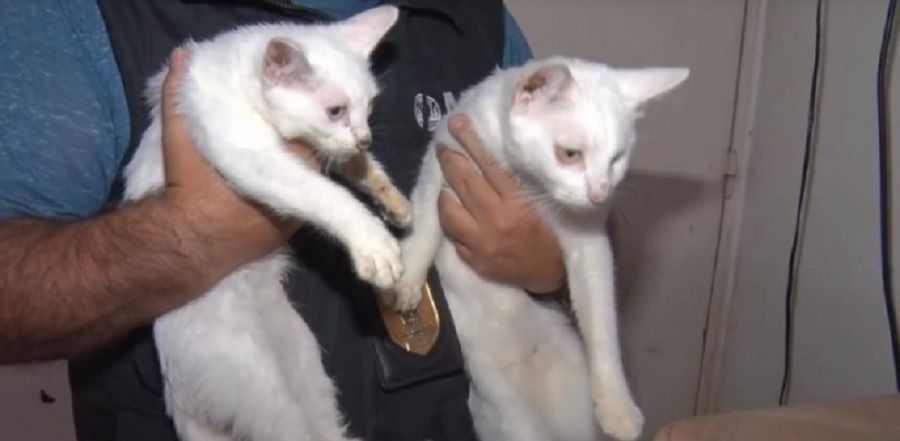 VILLA CRESPO: UNA MUJER ACUMULABA GATOS, LOS ALMACENABA EN EL FREEZER Y LOS COCINABA