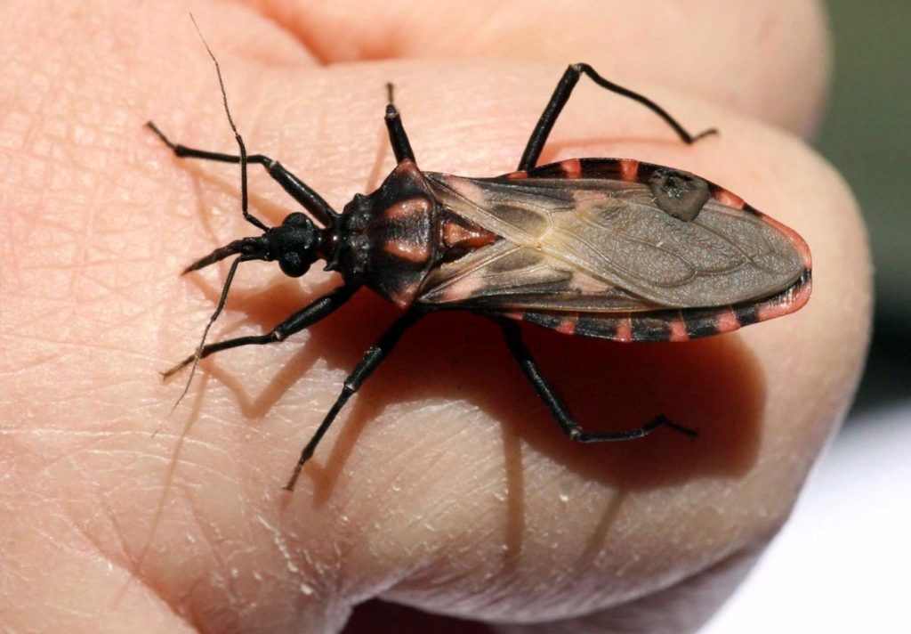 HOY ES EL DÍA MUNDIAL DE LA ENFERMEDAD DEL CHAGAS