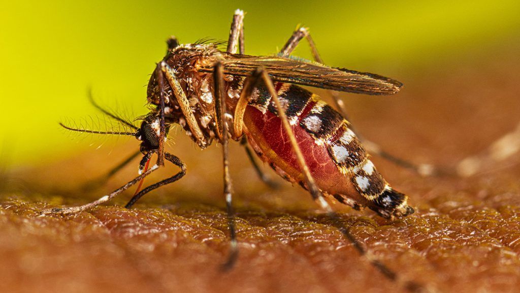 DENGUE Y CHIKUNGUNYA: CERRARON LOS BROTES PERO HAY QUE SEGUIR CON LA PREVENCIÓN