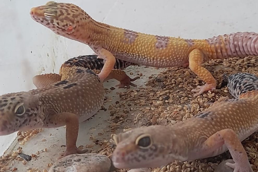 POLICIA AMBIENTAL RESCATÓ 178 ANIMALITOS EN CAUTIVERIO
