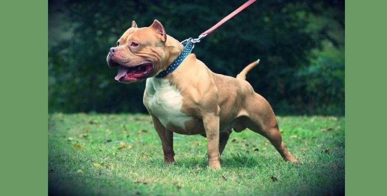 MATÓ EL PITBULL DE SU VECINA DE UN DISPARO