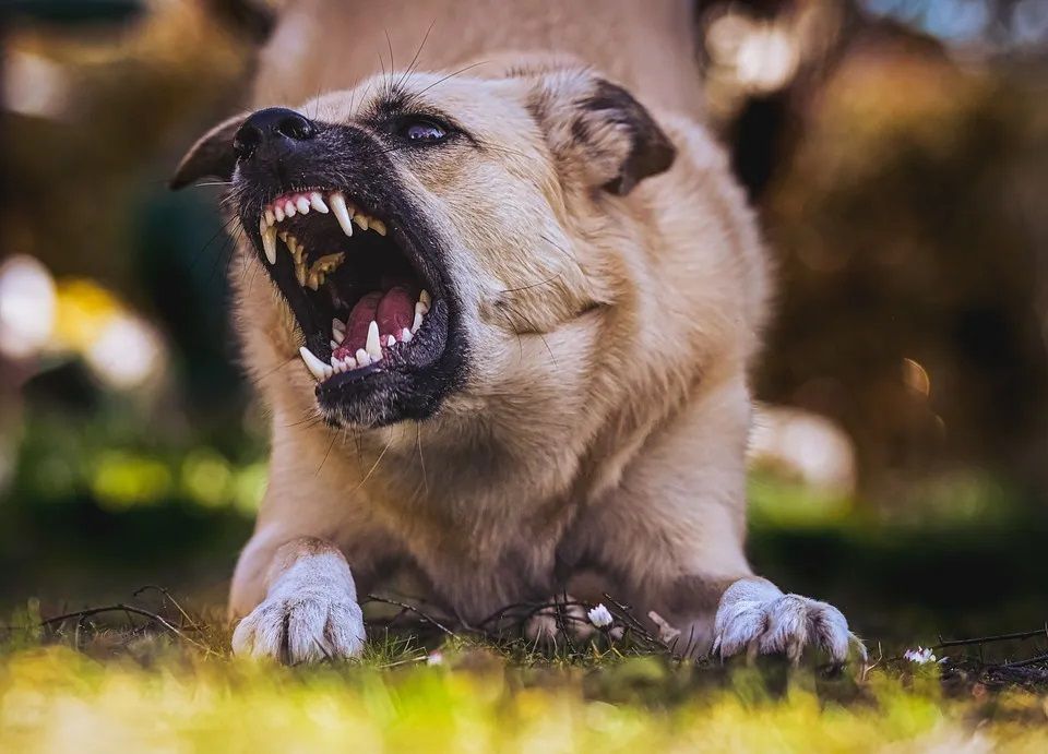 MORDEDURAS DE PERROS: SALUD LAS INCORPORÓ AL BOLETÍN EPIDEMIOLÓGICO NACIONAL