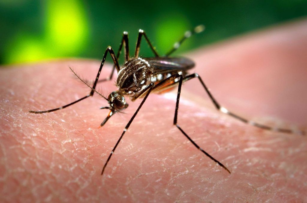 JESÚS MARÍA REFUERZA LA PREVENCIÓN CON MONITOREOS DE AEDES AEGYPTI