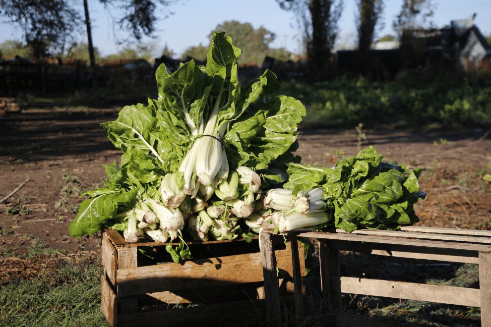 LA HUERTA EN TU HOGAR: COMIENZA LA ENTREGA DE SEMILLAS DE LA TEMPORADA OTOÑO-INVIERNO