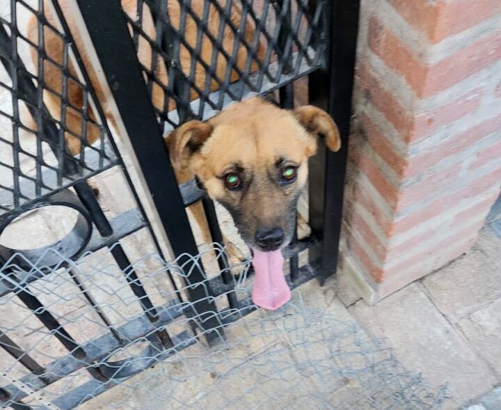 BOMBEROS DE LA DORMIDA RESCATARON A UN PERRO ATRAPADO EN LA REJA DE UNA CASA