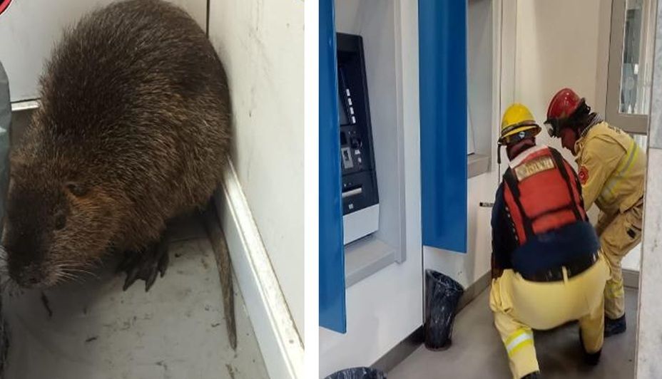 RESCATAN A UNA NUTRIA QUE PASEABA EN EL CENTRO DE CRUZ DEL EJE