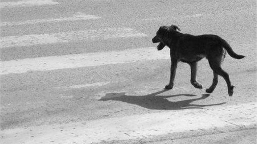 UNA MOTOCICLISTA RESULTÓ HERIDA TRAS ESQUIVAR A UN PERRO EN CRUZ DEL EJE