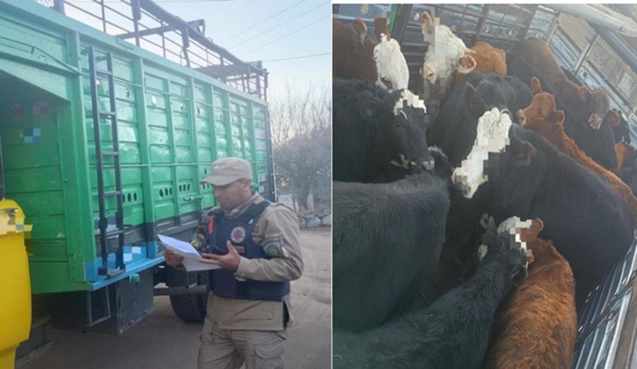 SECUESTRAN 16 VACUNOS INDOCUMENTADOS Y APREHENDEN A UN CAMIONERO EN SAN MARCOS SIERRAS