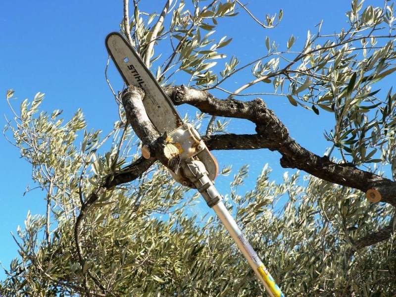 CONTINÚA LA TEMPORADA DE PODA EN JESÚS MARÍA