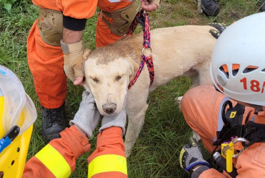 BOMBEROS RESCATARON A UN PERRO ATRAPADO EN UN POZO DE SEIS METROS EN COLONIA CAROYA
