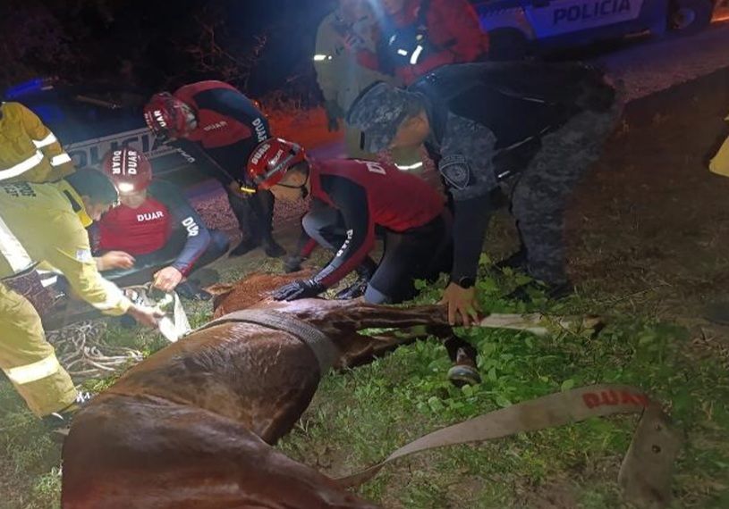 CRUZ DEL EJE: BOMBEROS Y EL DUAR RESCATARON A UN POTRILLO TRAS CAER A UN CANAL